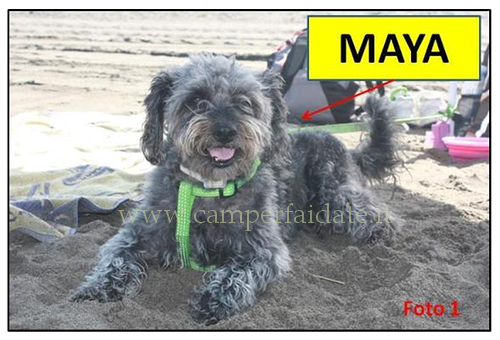 cancelletto-per-cani-1-camperfaidate.it